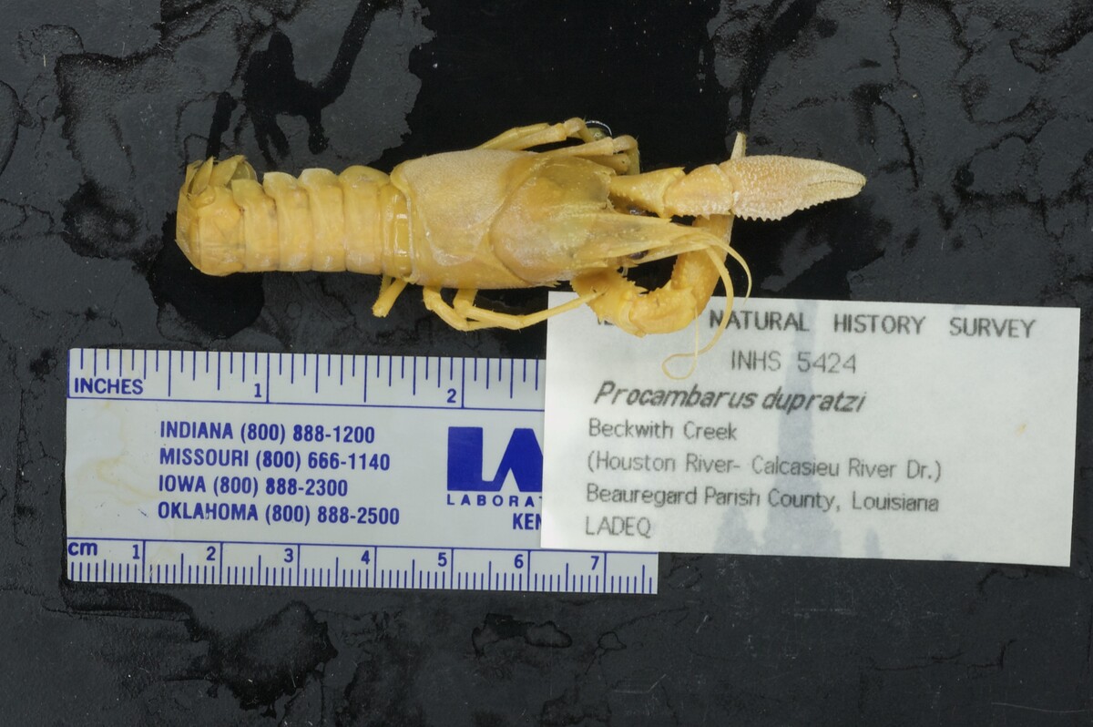 Procambarus dupratzi image